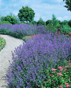 Nepeta faassenii