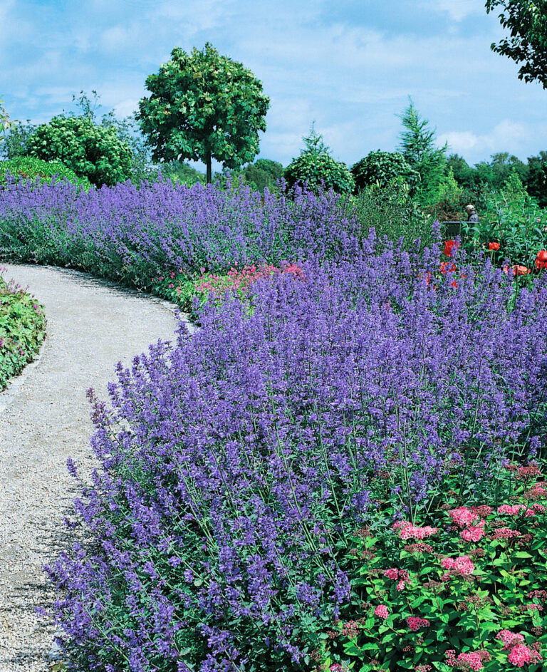 Nepeta faassenii