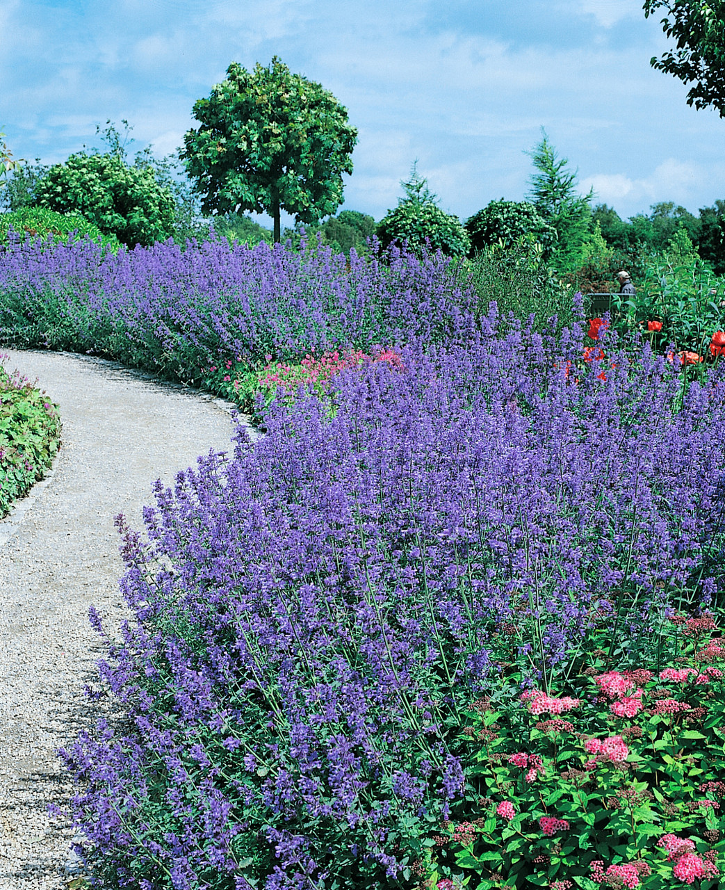 Nepeta faassenii