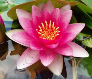 Кувшинка Nymphaea "Attraction" комплект для посадки