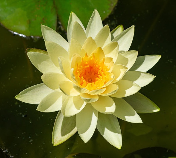 Nymphaea "Chromatella" istutuskomplekt