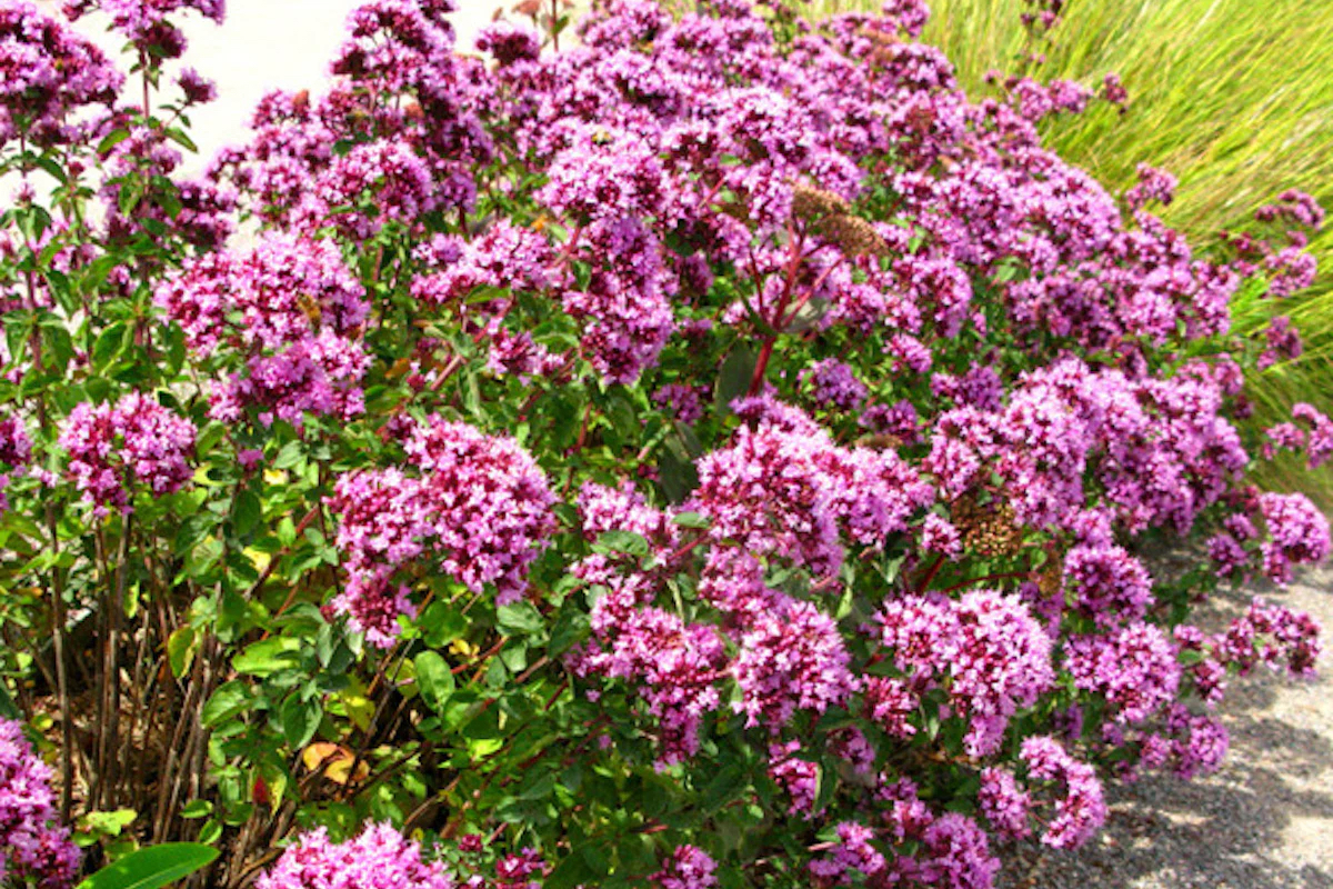 Origanum "Rosenkuppel"