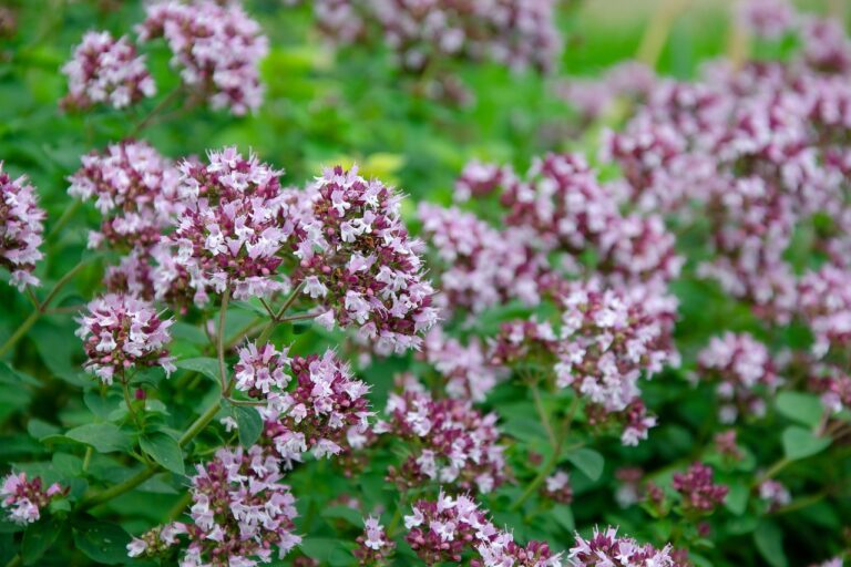 Origanum vulgare