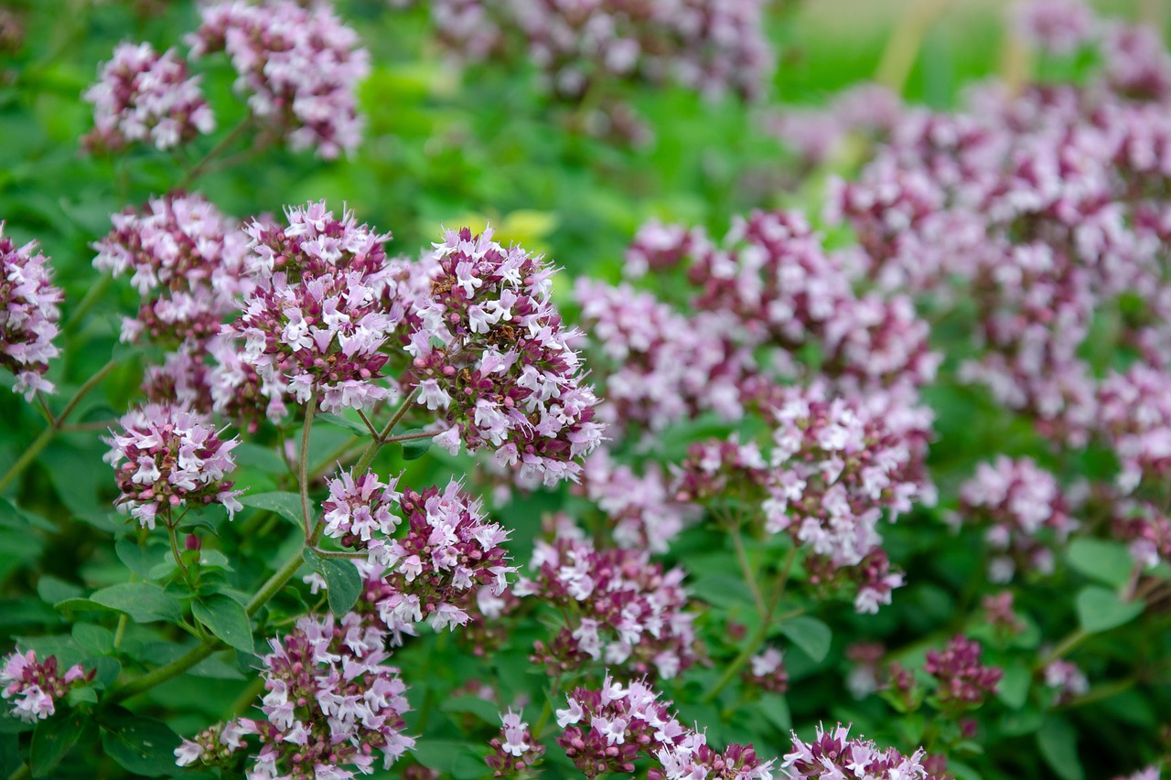 Origanum vulgare