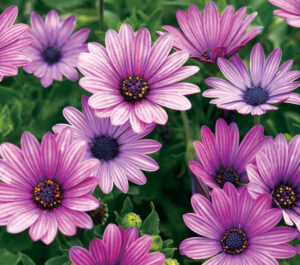 Osteospermum