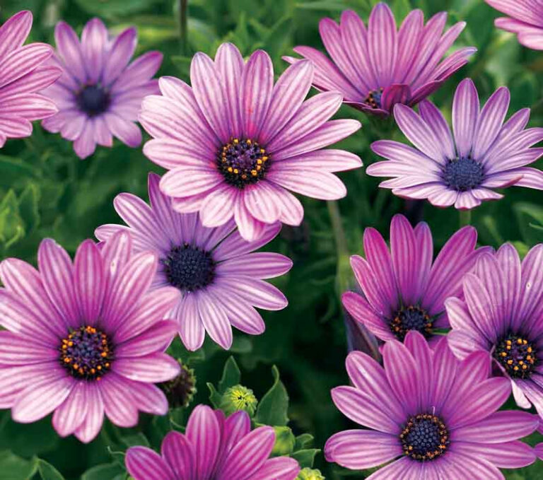 Osteospermum
