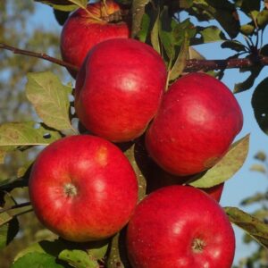 Malus domestica "Eksotika"