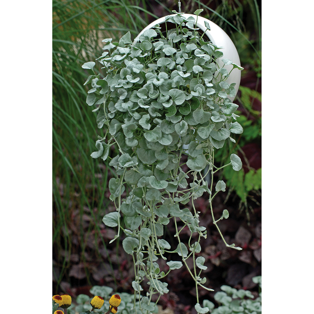 Dichondra ampel