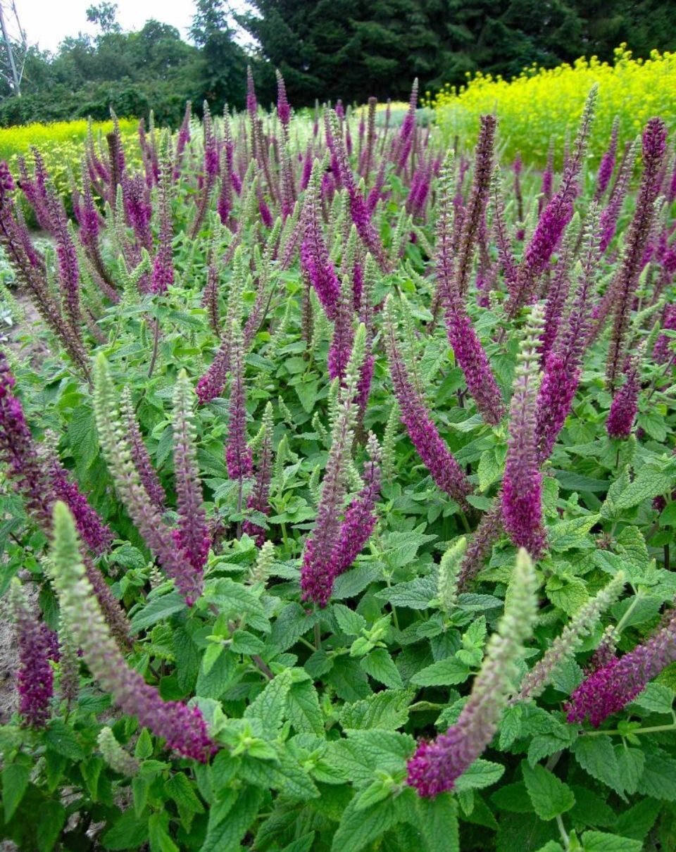 Teucrium hircanicum "Paradise Delight"