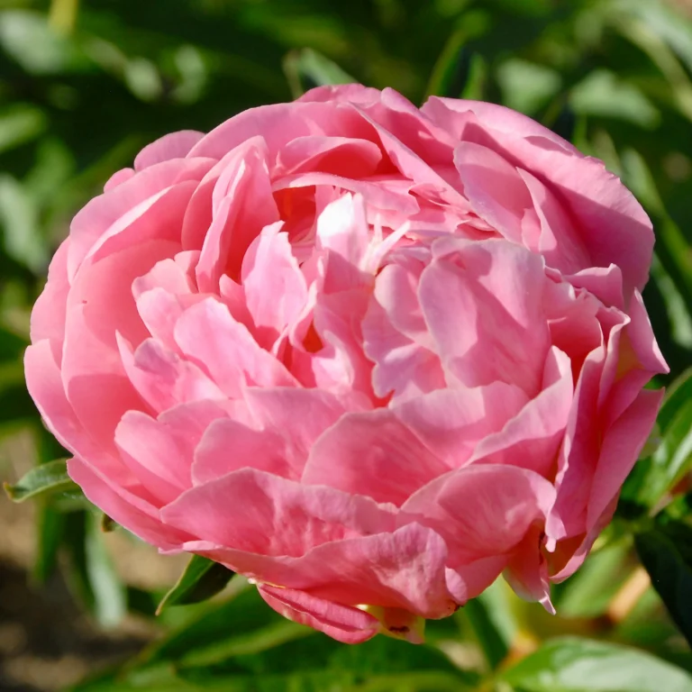 Paeonia hybrid "Pink Hawaiian Coral"