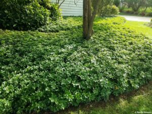 Pachysandra terminalis "Green Carpet"