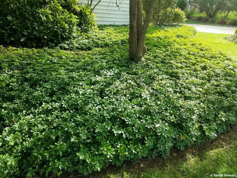 Pachysandra terminalis "Green Carpet"