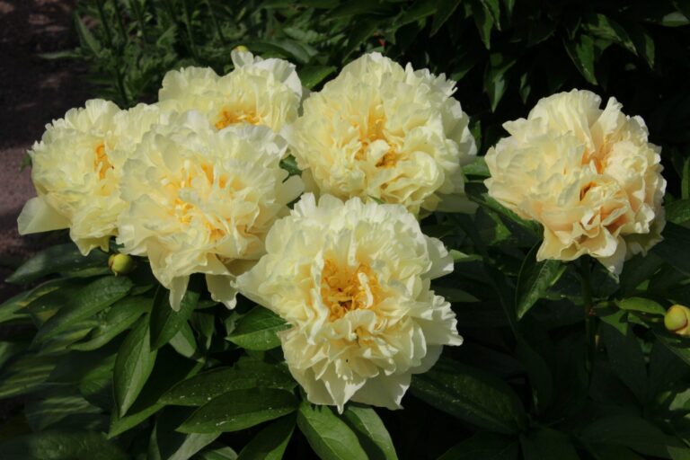 Paeonia hybrid "Sunny Girl"