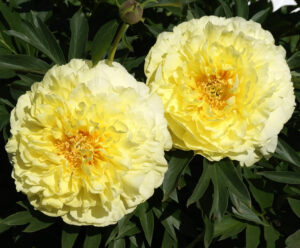 Paeonia Itoh "Bartzella"