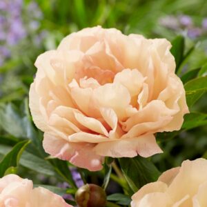 Paeonia Itoh "Canary Brilliants"