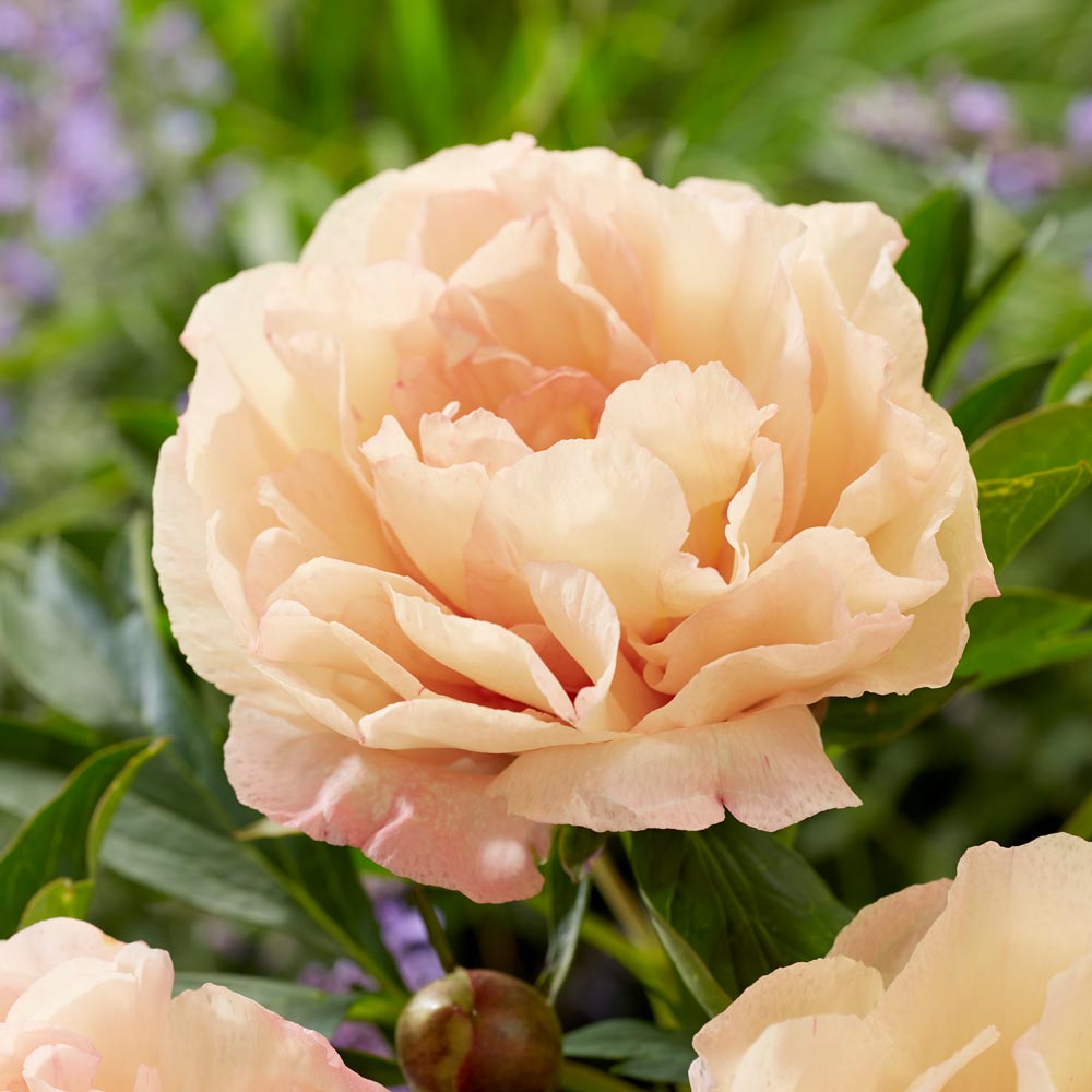 Paeonia Itoh "Canary Brilliants"