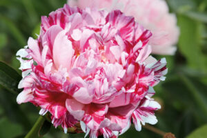Paeonia lactiflora "Candy Stripe"