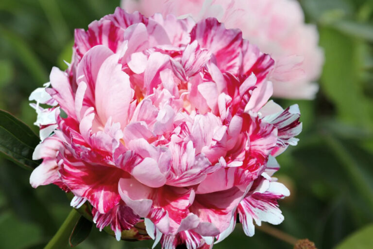 Paeonia lactiflora "Candy Stripe"