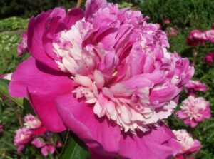 Paeonia lactiflora "Celebrity"