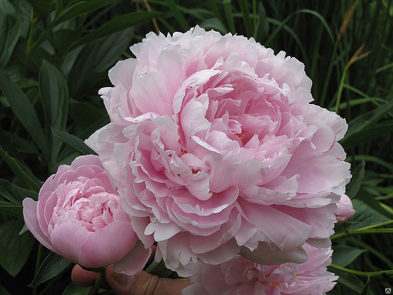 Paeonia lactiflora "Pink Double"