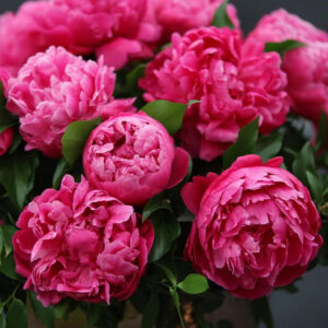 Paeonia lactiflora "Red Sarah Bernhardt"