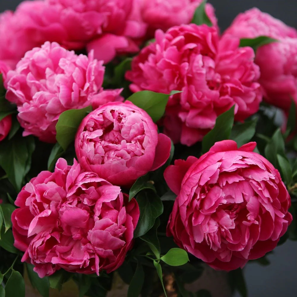 Paeonia lactiflora "Red Sarah Bernhardt"