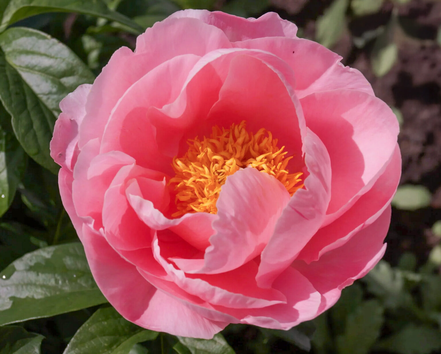 Paeonia lactiflora "Salmon Chiffon"