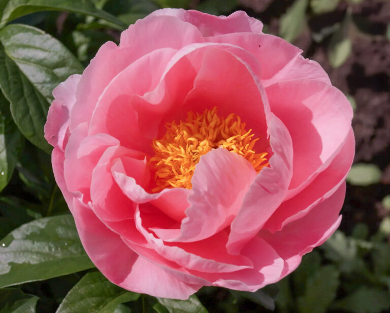 Paeonia lactiflora "Salmon Chiffon"