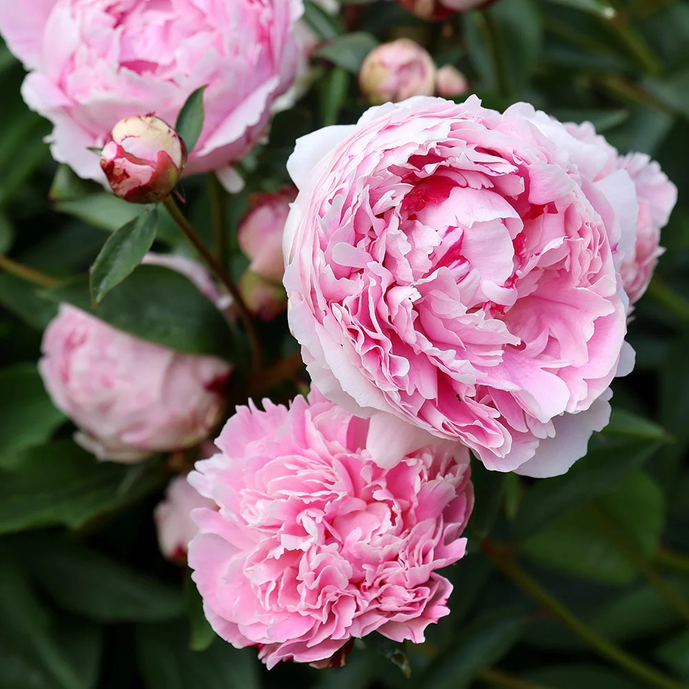 Paeonia lactiflora "Sarah Bernhardt"