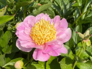Гибрид Paeonia "Garden Lace"