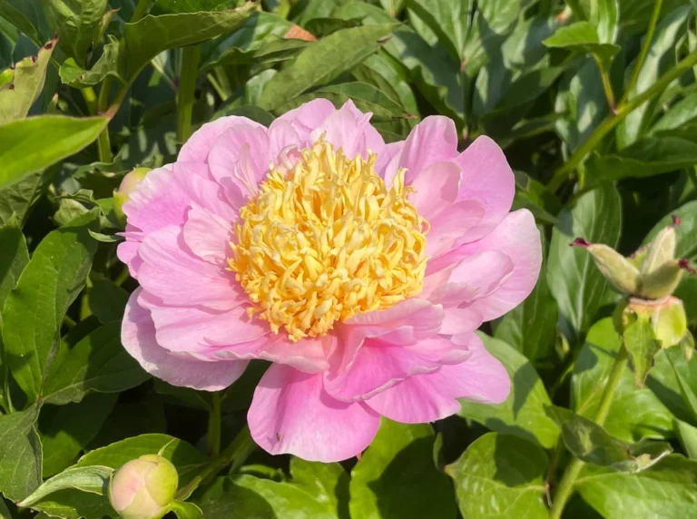 Paeonia hybrid "Garden Lace"