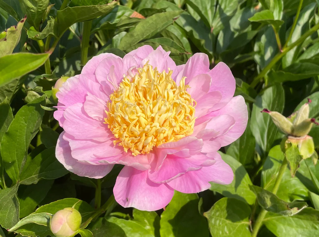 Paeonia hybrid "Garden Lace"