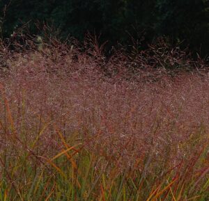 Panicum virgatum "Squaw"