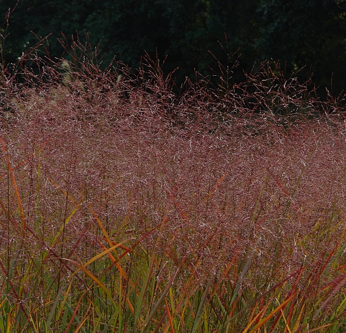 Panicum virgatum "Squaw"