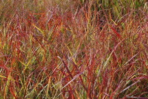 Panicum virgatum "Warrior"