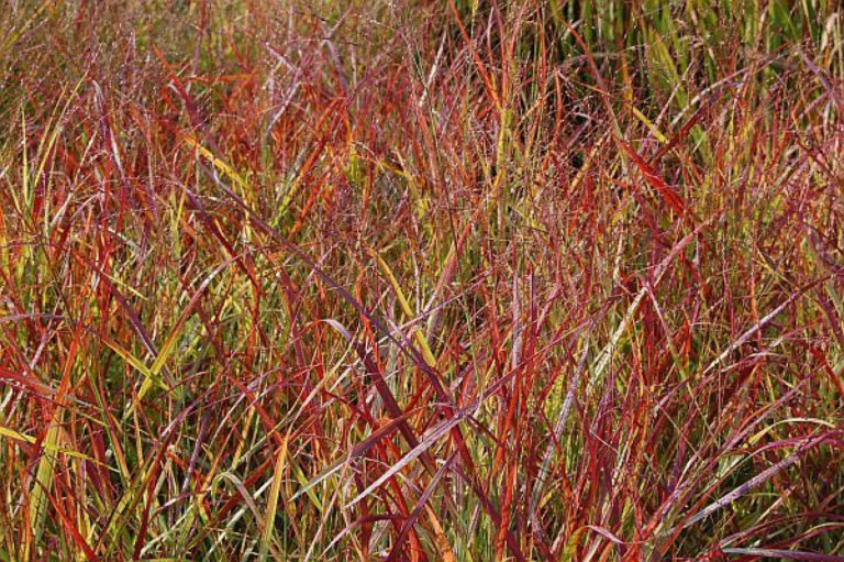 Panicum virgatum "Warrior"