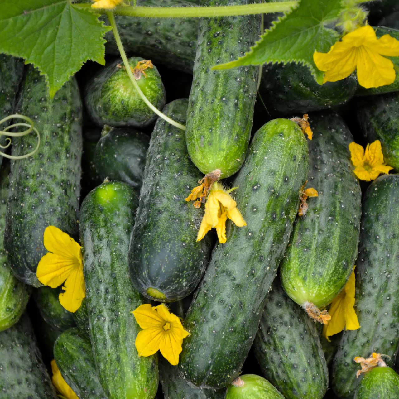 Мелкоплодный огурец "Parisian Pickling" AKONE 2 г