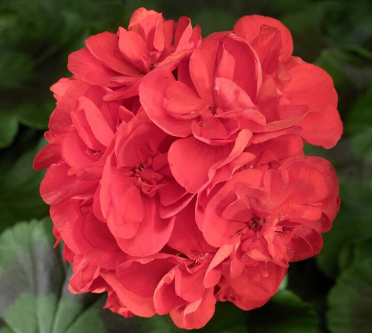 Pelargonium zonale