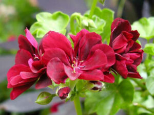 Pelargonium Peltatum punane