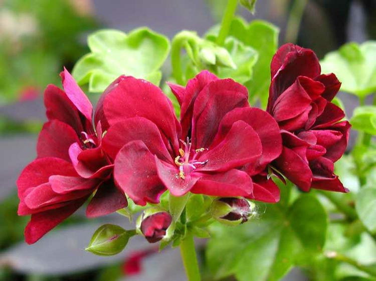 Pelargonium Peltatum punane