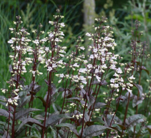 Penstemon digitalis "Husker Red"