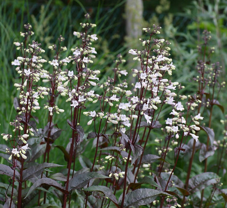 Penstemon digitalis "Husker Red"