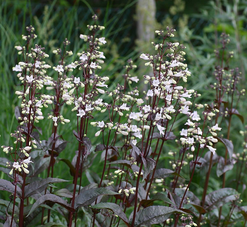 Penstemon digitalis "Husker Red"