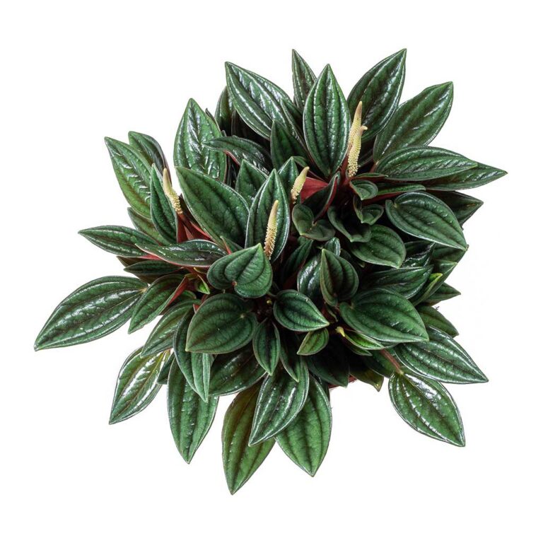 Peperomia caperata Rosso