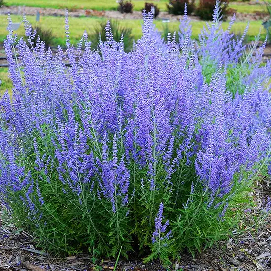 Perovskia atriplicifolia "Blue Spire"