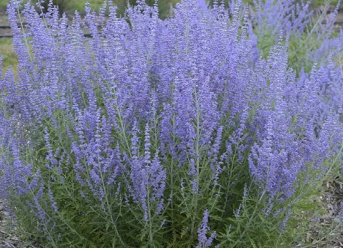 Perovskia atriplicifolia "Little Spire"