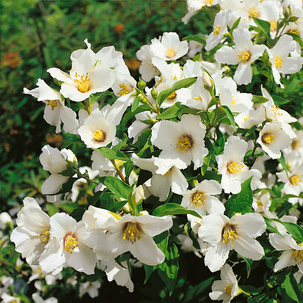 Filadelfas "Belle Etoile"