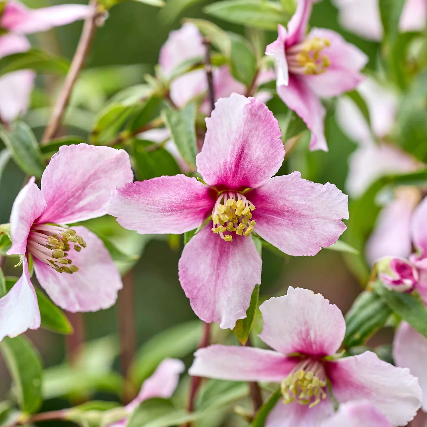 Filadelfs "Petite Perfume Pink"