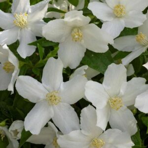 Philadelphus "Silberregen"