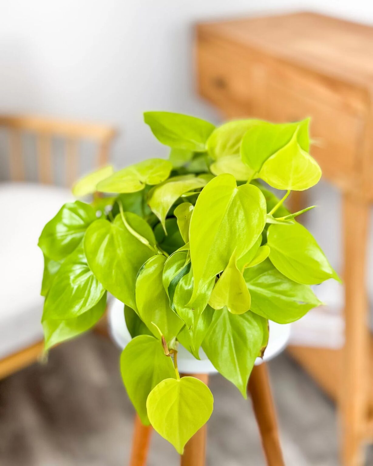 Filodendroni Neon Bush